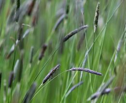 SZIF vydává rozhodnutí k dotacím na Ošetřování trvalých travních porostů