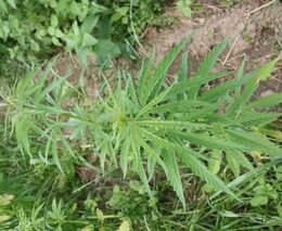 Pozvánka na seminář „Lnářský a konopářský rok 2023“