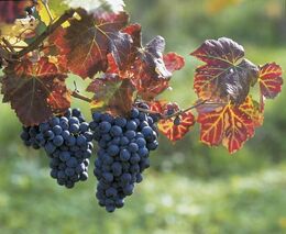 Svaz vinařů varuje před agresivní chorobou, rozšířila se na Slovensku