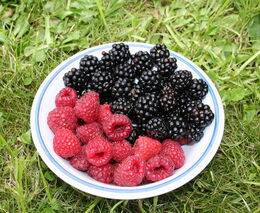 ČR prokázalo nízkou spotřebu pesticidů, i potraviny máme „čisté“