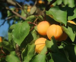 Změna klimatu v česku ničí meruňky, ale pomáhá vinařům i lanýžům