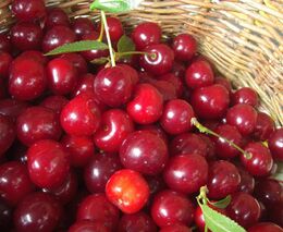 Místo sklizně papírování a omezení výsadby. Farmáři tepou nový systém dohodářů