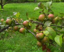 Mladí sadaři u Velkého Meziříčí zachraňují staré ovocné odrůdy. Mnohdy jsou to cenné stromy