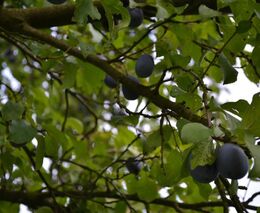 Nejlepší letošní ekofarmou jsou Eko sady Komňa, pěstují zejména slivoně