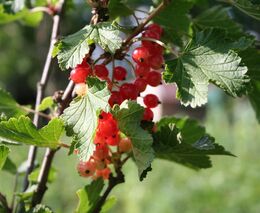 SZIF začal vydávat rozhodnutí k dotacím na produkci ovoce s vysokou a velmi vysokou pracností