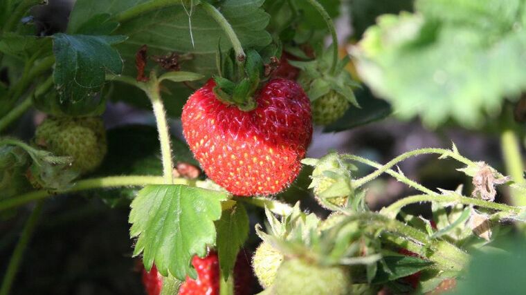 Jahodové plantáže na Hané zaplnili sběrači, pěstitelé očekávají dobrou úrodu 