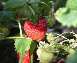 Jahodové plantáže na Hané zaplnili sběrači, pěstitelé očekávají dobrou úrodu
