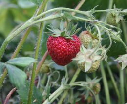 Vyšší kompenzace za loňské mrazy pro ovocnáře projedná vláda