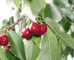 POZVÁNKA NA VÝSTAVU OVOCE - RANÉ ODRŮDY TŘEŠNÍ