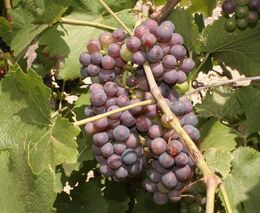 Vyjádření Vinařské asociace ČR k novele zákona o vinařství