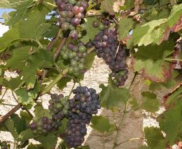 První prodejci už nabízejí burčák z raných odrůd hroznů