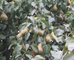 Ministr zemědělství: Dostane se na další žadatele z 10. kola PRV. Cílem je podpořit citlivé komodity