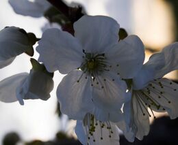 Ovocnář Petr Kareš z ASZ Trutnov dnes ve Studiu 6 na ČT1