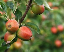 Pozvánka na Středoevropské pomologické dny
