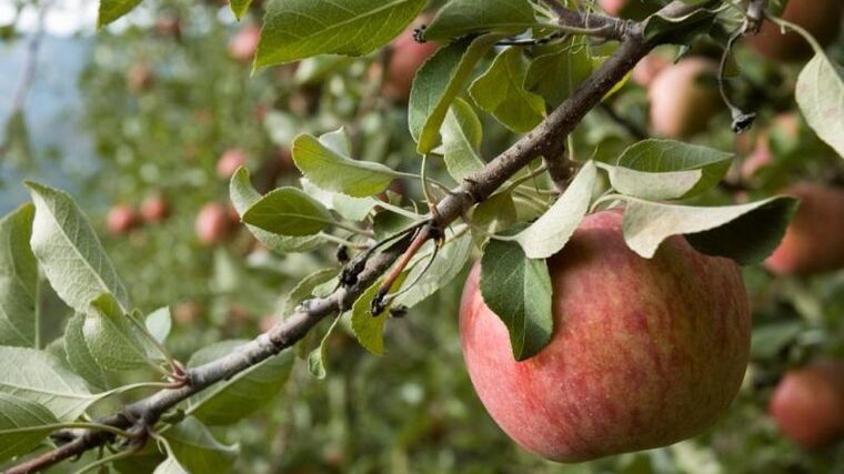Vojenské lesy zapojí do obnovy krajiny Brd veřejnost, lidé vysadí ovocné stromy