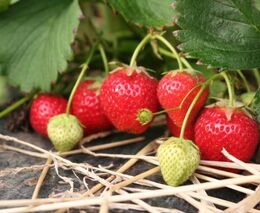 Sezóna jahod začala, každý Čech jich ročně sní 2,5 kilogramu