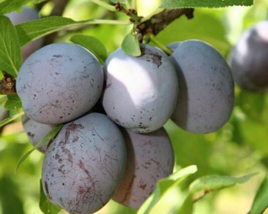 Bílí jeleni a ovocné destiláty a likéry nově ponesou značku KUTNOHORSKO regionální produkt