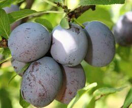 Bílí jeleni a ovocné destiláty a likéry nově ponesou značku KUTNOHORSKO regionální produkt