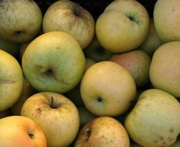 Ovocnáři si pochvalují nadprůměrnou úrodu. Vrásky jim ale dělá skladování jablek