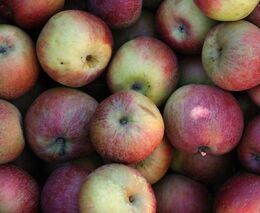 Josef Soukup: Válka ukazuje, jak důležitá je půda a potravinová soběstačnost