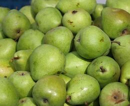 Pozvánka na na tradiční Vánoční výstavu starých odrůd