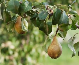 Pozvánka na tradiční Zemskou výstavu starých odrůd