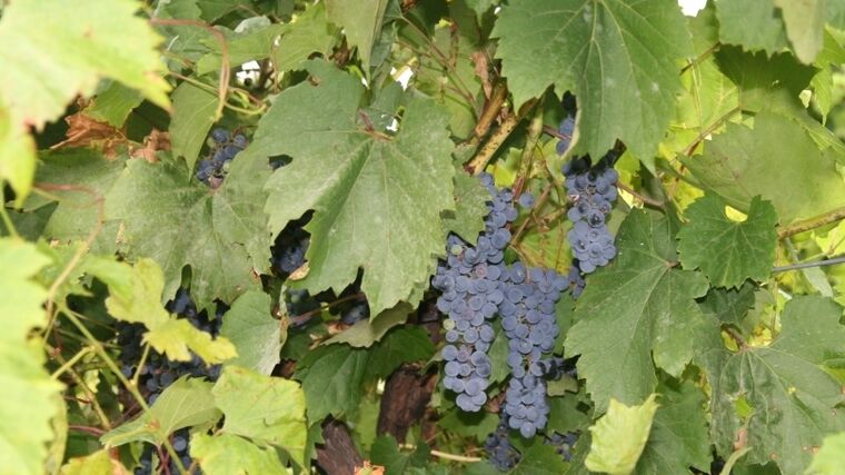 Révě ve Francii se pod soláry daří lépe než bez nich. V ČR agrovoltaiku stát omezuje na pár plodin