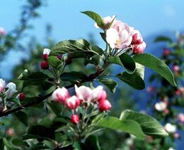 Mrazy v Čechách zničily veškeré ovoce. Škody přesáhnou miliardu