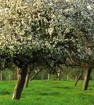 Ovocnáři v Ústeckém kraji sklízejí méně třešní, jablek bude dost