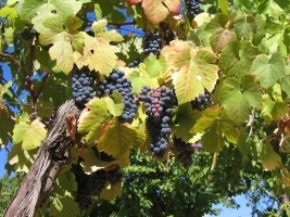 Vinobraní na statku Kočvary