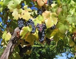 Vinobraní na statku Kočvary