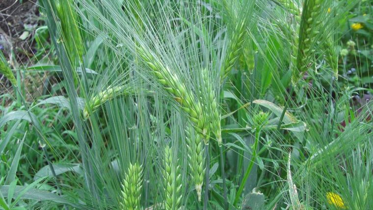 Celý svět sleduje český výzkum přírodních pesticidů