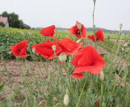 Přípravky na ochranu rostlin zřejmě budou kvůli falzům značené čárovými kódy