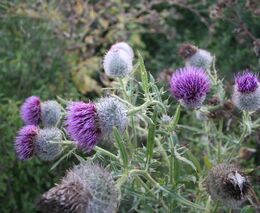 Pozvánka na demonstrační den "Regulace vytrvalých plevelů v ekologickém zemědělství"