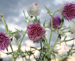 Komunistická perzekuce v 50. letech na okrese Semily - díl II. - Vinen!