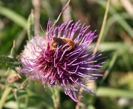 Rozvoj, nebo likvidace?