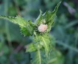 V Česku je nyní invazivních 75 druhů rostlin a 113 druhů zvířat, počet roste
