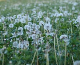 Souběžné přípravky