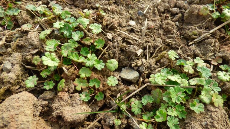 Maloplošné rozorání travních porostů v chráněných územích může zvýšit biodiverzitu