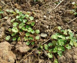 Maloplošné rozorání travních porostů v chráněných územích může zvýšit biodiverzitu