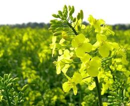 Řepce se letos nedaří. Někteří zemědělci už ji zaorali, nevyplatilo se jim o ni pečovat