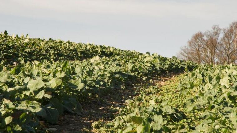 NOVÉ HYBRIDY ŘEŠÍ AKTUÁLNÍ POŽADAVKY PRAXE