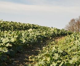 NOVÉ HYBRIDY ŘEŠÍ AKTUÁLNÍ POŽADAVKY PRAXE