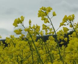 Zemědělský fond doporučil Nekulovi podat žalobu kvůli Babišově střetu