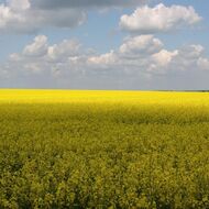 Dotovat Agrofert je samozřejmě špatně. Podle zákona i podle selského rozumu