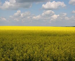 Zemědělský fond odebírá Agrofertu dotaci, kvůli které dostalo Česko od Bruselu pokutu