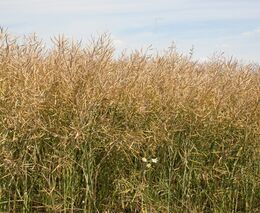 Odborníci: Odhadovaný objem letošních sklizní nebude znamenat nedostatek komodit 