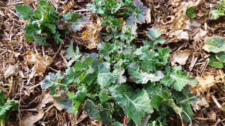 Hnojení řepky a pšenice po letošní zimě