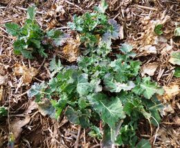 Hnojení řepky a pšenice po letošní zimě