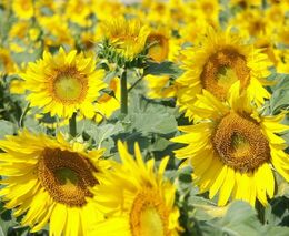 Rusko zakáže vývoz slunečnicových semen a zavede kvóty na slunečnicový olej